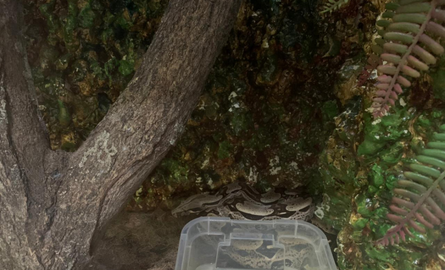 Batalhão ambiental e IAT resgatam animais silvestres de cativeiro ilegal e aplicam autuação de R$ 14,7 mil, no Norte do Paraná