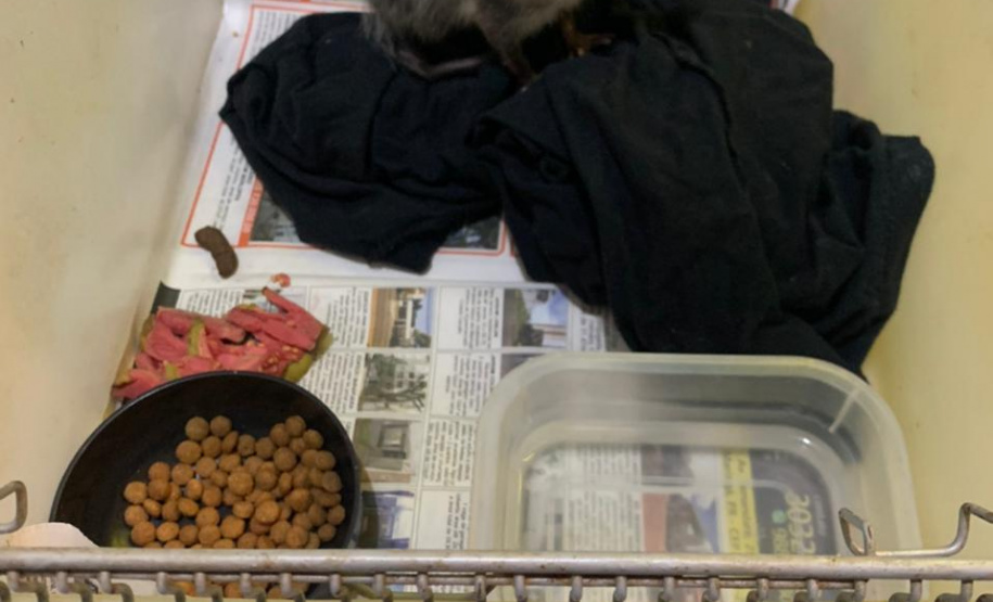 Batalhão ambiental e IAT resgatam animais silvestres de cativeiro ilegal e aplicam autuação de R$ 14,7 mil, no Norte do Paraná