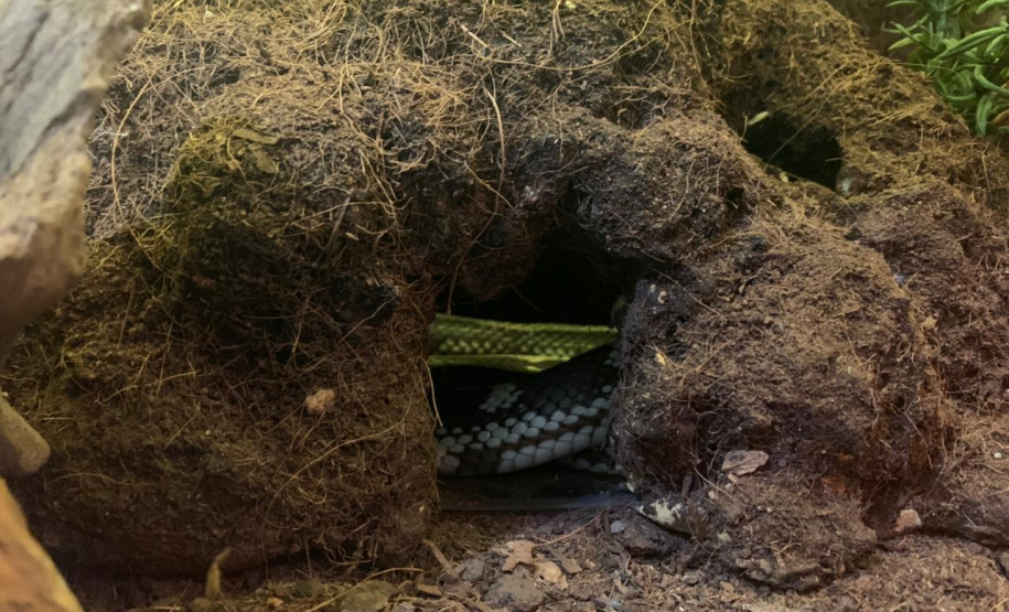 Batalhão ambiental e IAT resgatam animais silvestres de cativeiro ilegal e aplicam autuação de R$ 14,7 mil, no Norte do Paraná