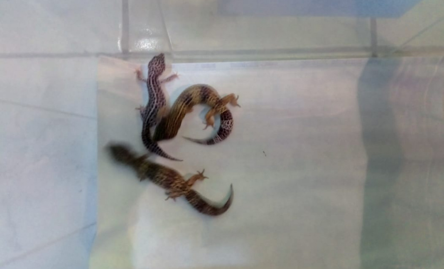 Batalhão ambiental e IAT resgatam animais silvestres de cativeiro ilegal e aplicam autuação de R$ 14,7 mil, no Norte do Paraná