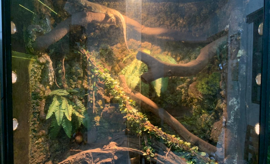 Batalhão ambiental e IAT resgatam animais silvestres de cativeiro ilegal e aplicam autuação de R$ 14,7 mil, no Norte do Paraná