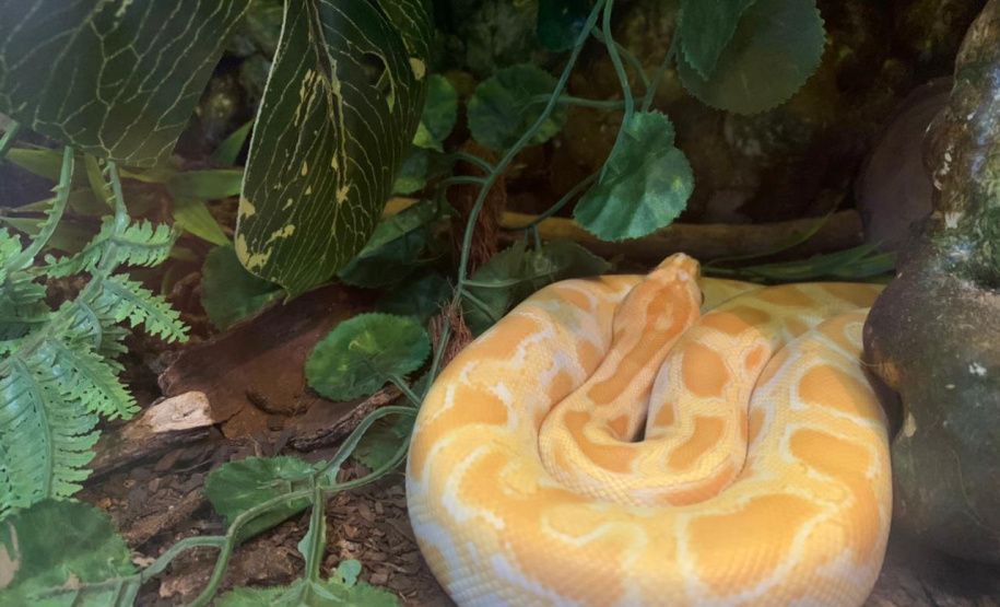 Batalhão ambiental e IAT resgatam animais silvestres de cativeiro ilegal e aplicam autuação de R$ 14,7 mil, no Norte do Paraná