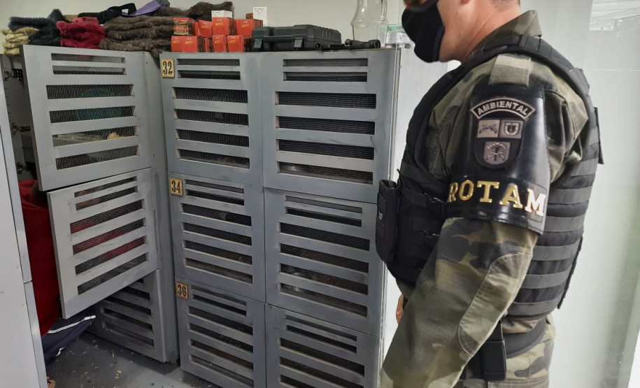 Estado identifica criador ilegal de ouriços em Guarapuava; homem recebeu multa de R$ 13,4 mil