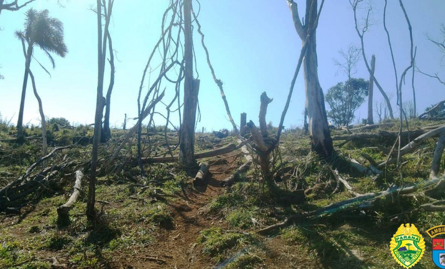 Polícia Ambiental lavra multa de R$ 240 mil por destruição de mata nativa na região de Guarapuava (PR)