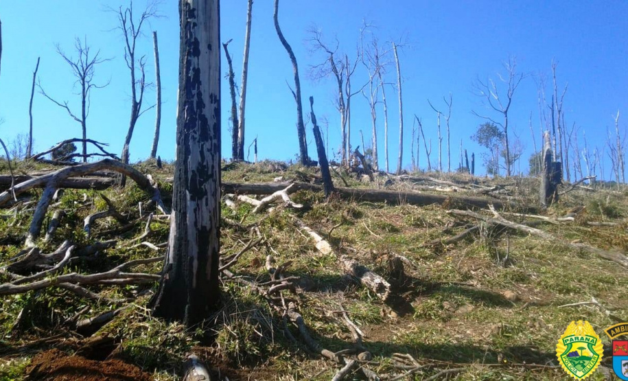 Polícia Ambiental lavra multa de R$ 240 mil por destruição de mata nativa na região de Guarapuava (PR)