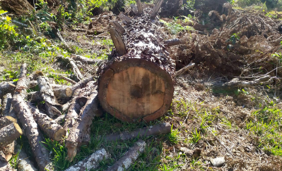 Polícia Ambiental e IAT localizam 406 ha de desmate no Centro-Sul e aplicam R$ 4,2 milhões em multas