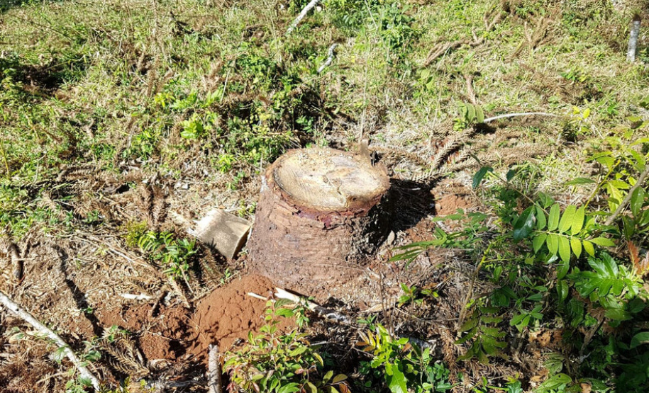 Polícia Ambiental e IAT localizam 406 ha de desmate no Centro-Sul e aplicam R$ 4,2 milhões em multas