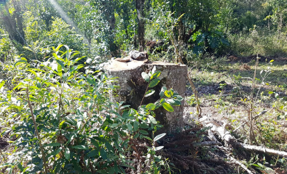Polícia Ambiental e IAT localizam 406 ha de desmate no Centro-Sul e aplicam R$ 4,2 milhões em multas