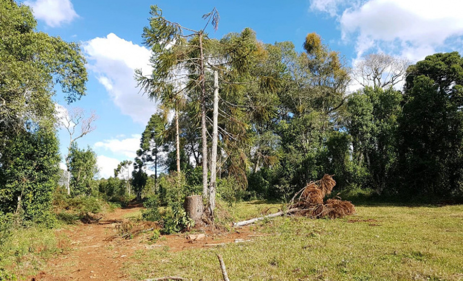 Polícia Ambiental e IAT localizam 406 ha de desmate no Centro-Sul e aplicam R$ 4,2 milhões em multas