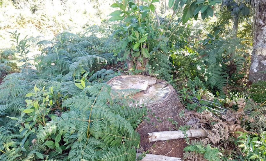 Polícia Ambiental e IAT localizam 406 ha de desmate no Centro-Sul e aplicam R$ 4,2 milhões em multas