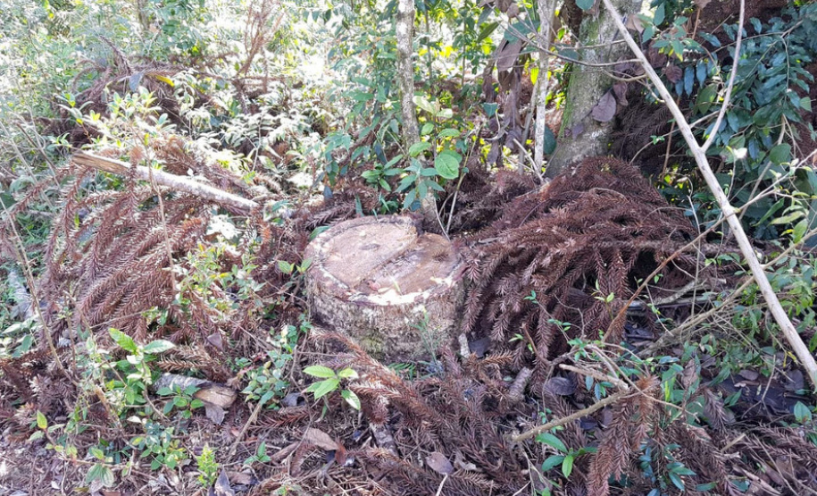 Polícia Ambiental e IAT localizam 406 ha de desmate no Centro-Sul e aplicam R$ 4,2 milhões em multas