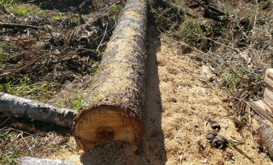 Polícia Ambiental e IAT localizam 406 ha de desmate no Centro-Sul e aplicam R$ 4,2 milhões em multas