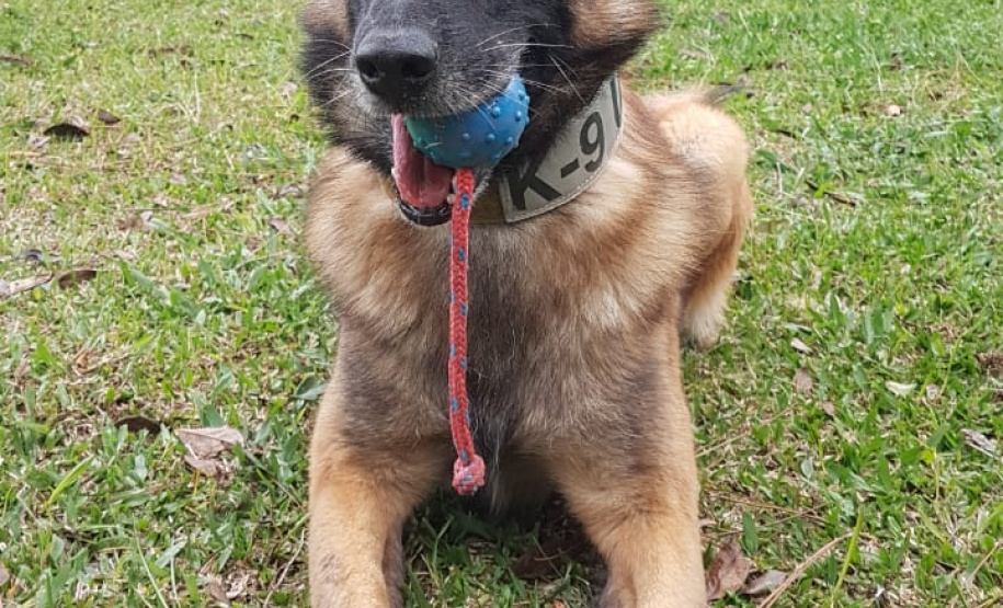 Polícia Civil usa cães de faro para reforçar ações contra o tráfico de drogas