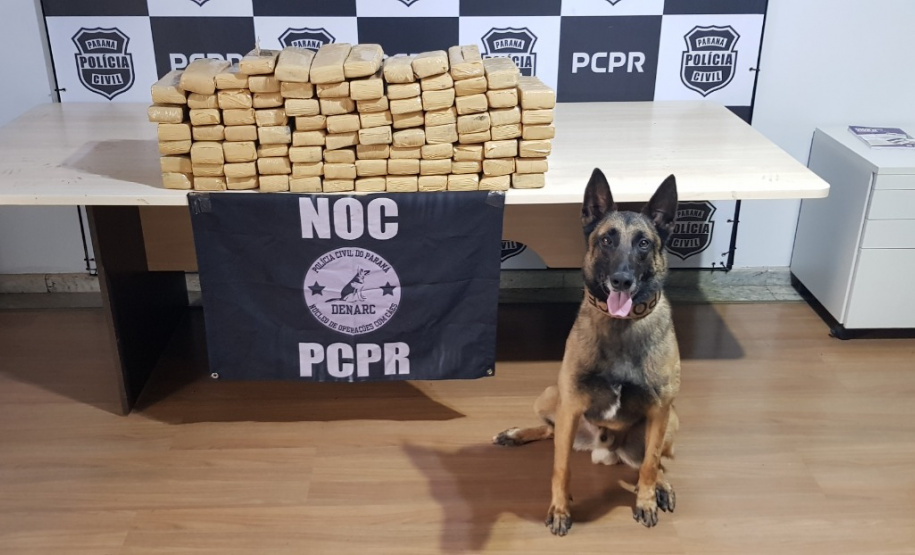 Polícia Civil usa cães de faro para reforçar ações contra o tráfico de drogas