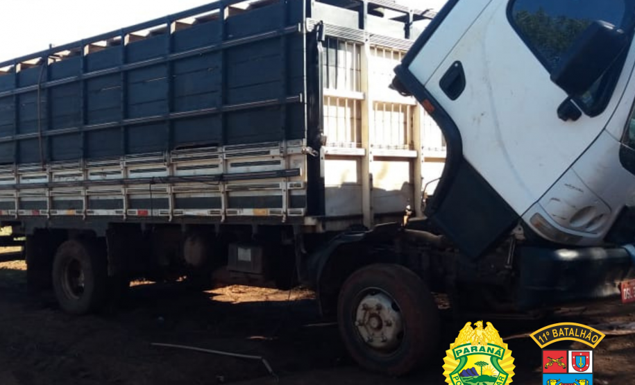 Momentos após crime, PM recupera gado furtado e apreende caminhão roubado, em Campo Mourão, no Noroeste