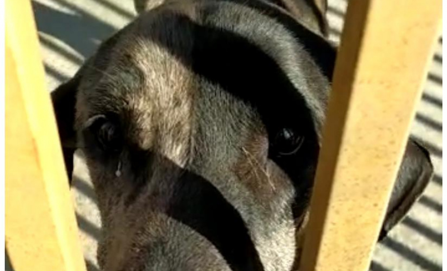 Paraná registra aumento de denúncias de maus-tratos contra animais domésticos em 2021