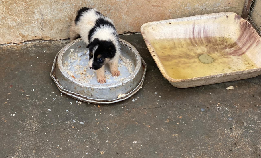 Paraná registra aumento de denúncias de maus-tratos contra animais domésticos em 2021