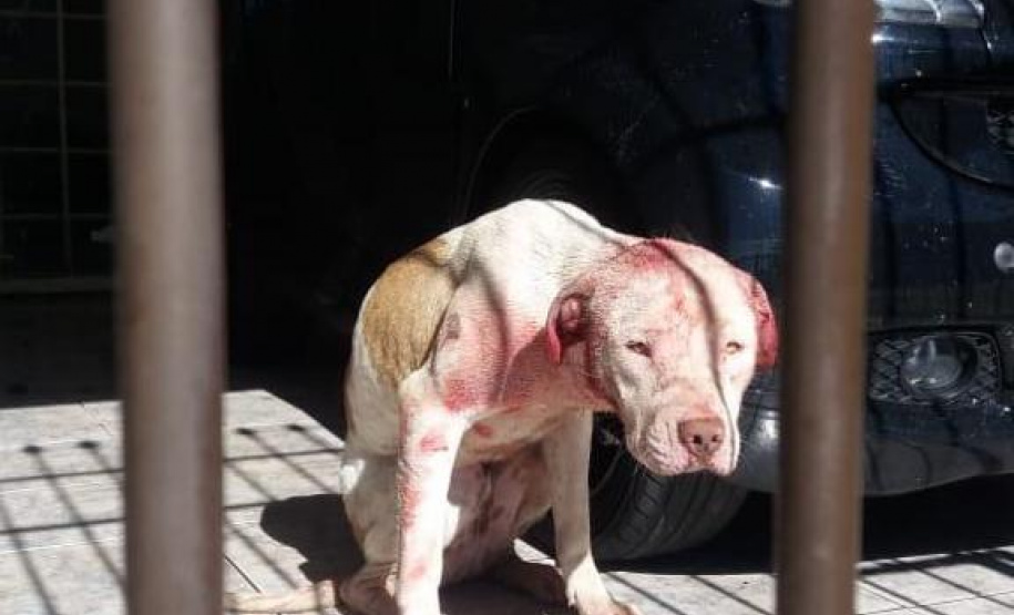 Paraná registra aumento de denúncias de maus-tratos contra animais domésticos em 2021