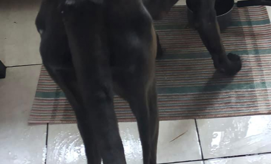 Paraná registra aumento de denúncias de maus-tratos contra animais domésticos em 2021