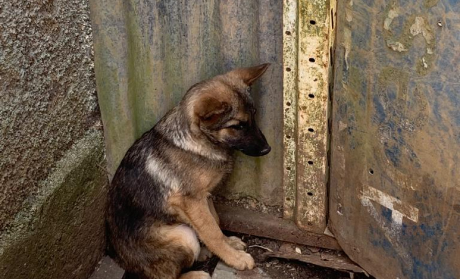 Paraná registra aumento de denúncias de maus-tratos contra animais domésticos em 2021