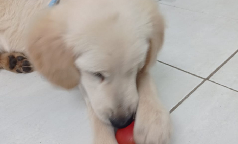 Cão da PM será aplicado em programa de saúde mental de profissionais da segurança pública