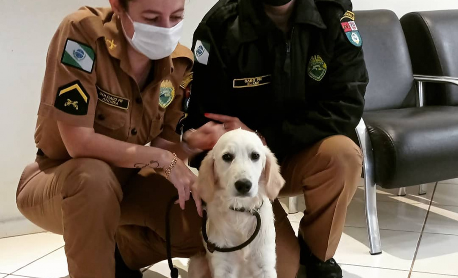 Cão da PM será aplicado em programa de saúde mental de profissionais da segurança pública