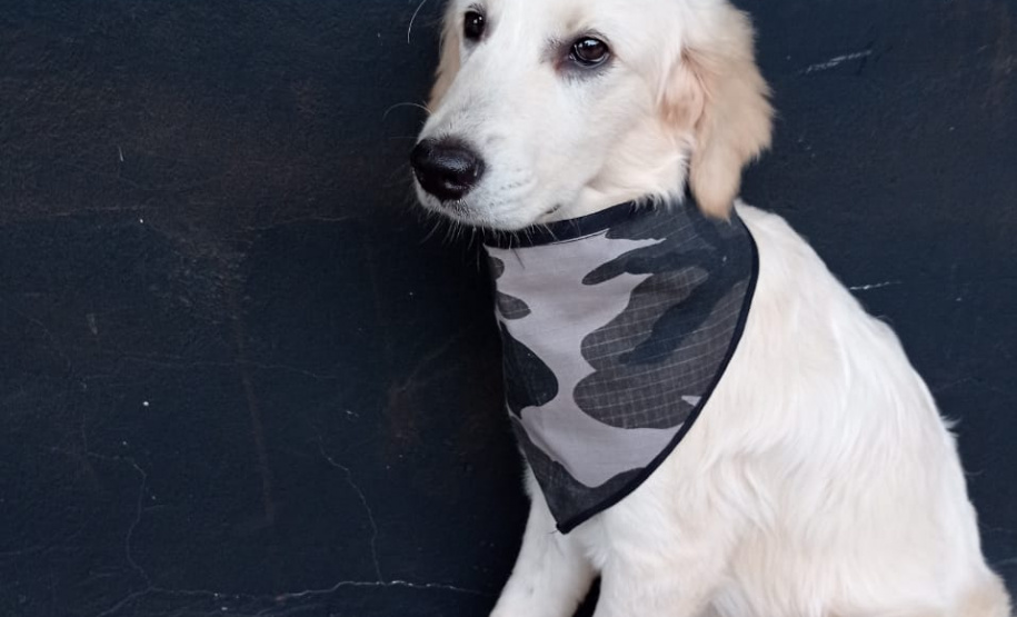 Cão da PM será aplicado em programa de saúde mental de profissionais da segurança pública