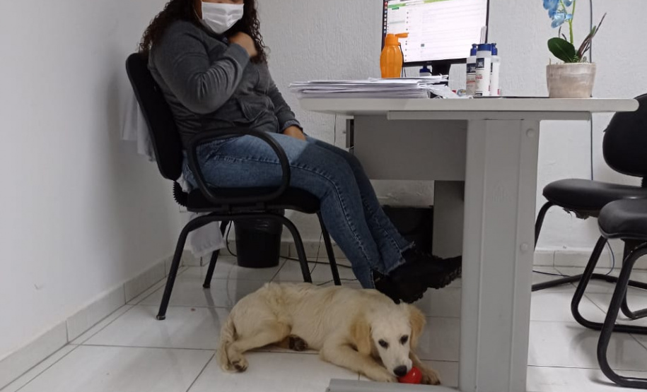 Cão da PM será aplicado em programa de saúde mental de profissionais da segurança pública