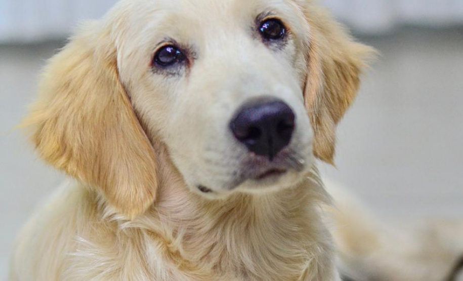 Cão da PM será aplicado em programa de saúde mental de profissionais da segurança pública