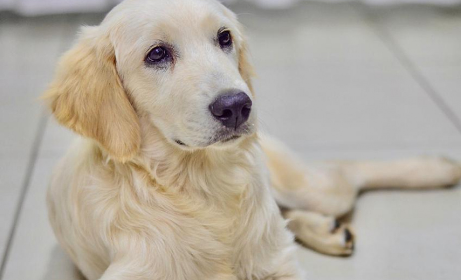 Cão da PM será aplicado em programa de saúde mental de profissionais da segurança pública