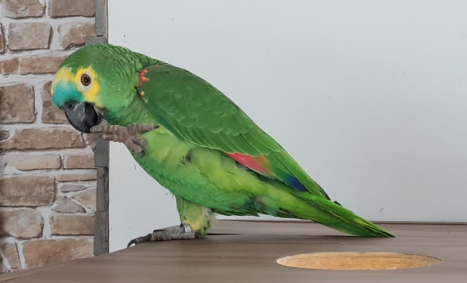 PCPR deflagra operação contra o tráfico de animais