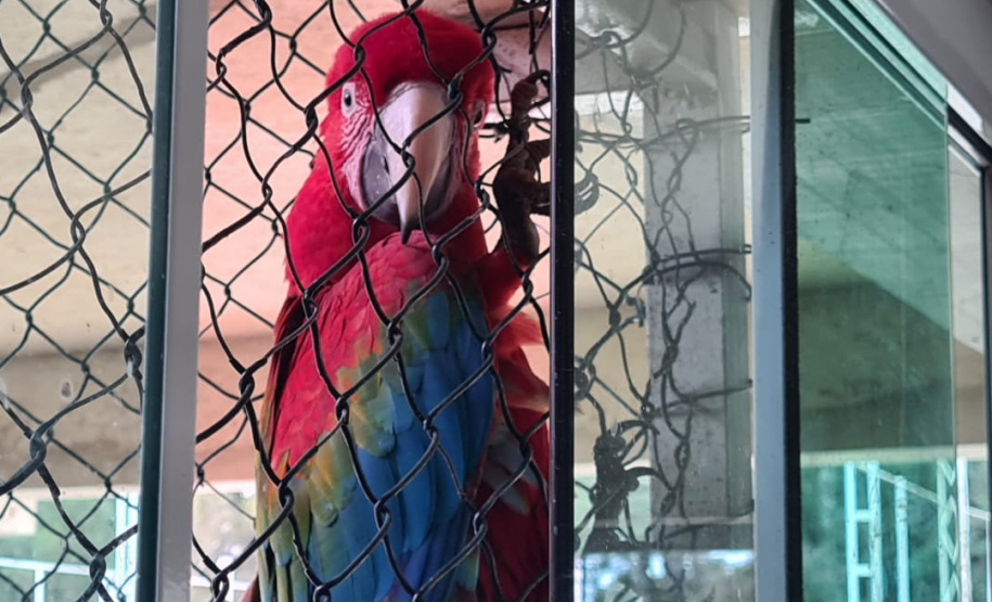 PCPR deflagra operação contra o tráfico de animais