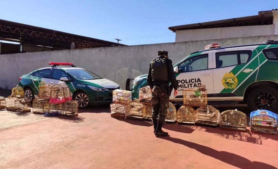 Mais de 100 aves nativas são apreendidas em operação no Noroeste do Estado