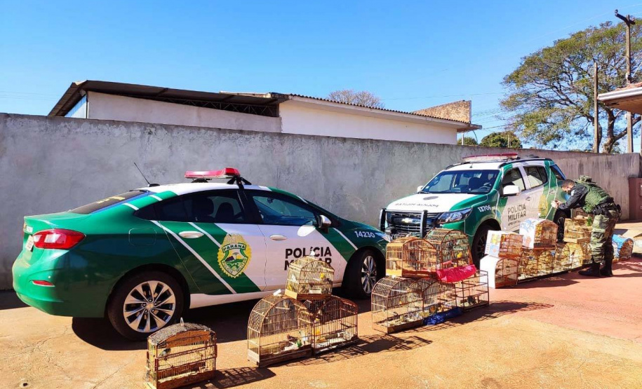 Mais de 100 aves nativas são apreendidas em operação no Noroeste do Estado