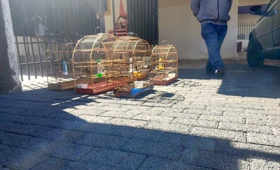 Mais de 100 aves nativas são apreendidas em operação no Noroeste do Estado