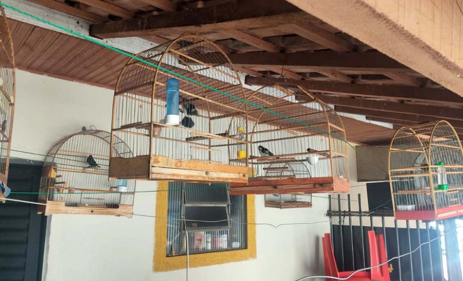 Mais de 100 aves nativas são apreendidas em operação no Noroeste do Estado