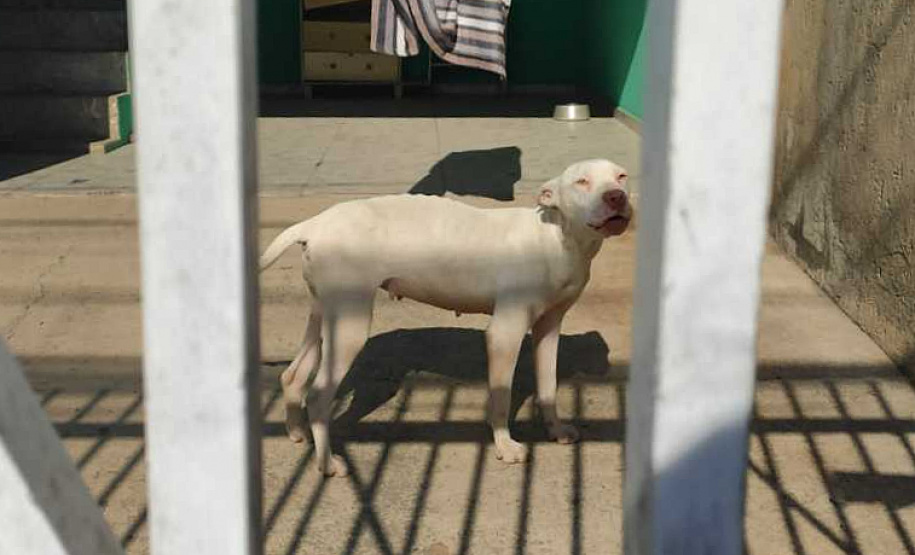 PCPR resgata cadela vítima de maus tratos na RMC