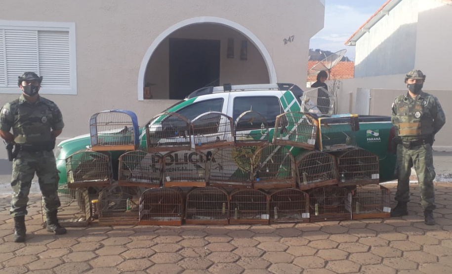 Batalhão Ambiental Força Verde resgata 43 aves silvestres de cativeiro ilegal e encaminha responsável em Salto do Itararé, no Norte Pioneiro do Paraná
