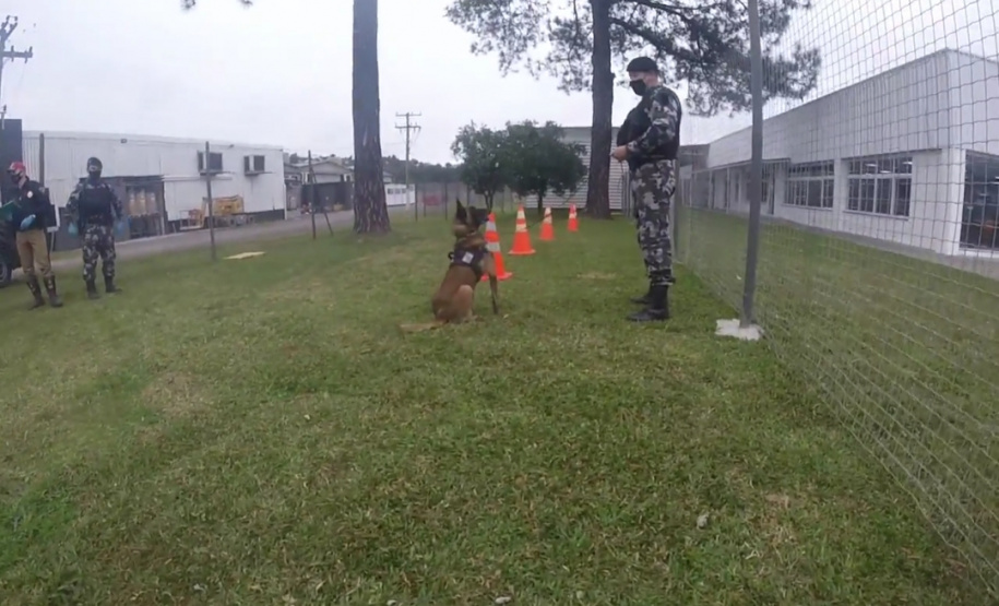 Cães de faro da PM passam por testes de faro de armas no Rio Grande do Sul