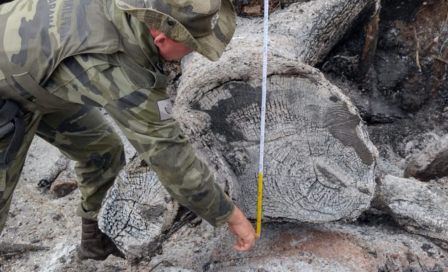 Estado aplica R$ 1 milhão em multas e apreende madeira nativa em ação contra o desmatamento