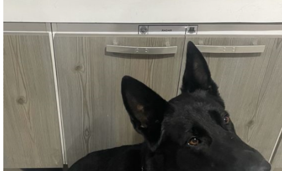 Drogas são apreendidas durante abordagens com apoio de cães de faro do Batalhão de Polícia de Choque