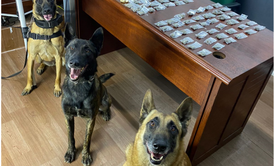 Drogas são apreendidas durante abordagens com apoio de cães de faro do Batalhão de Polícia de Choque