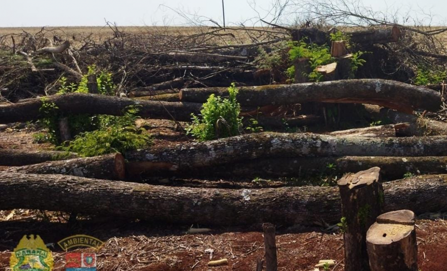 Polícia Ambiental flagra desmatamento e proprietário é preso após tentativa de homicídio contra equipe em Peabiru (PR)