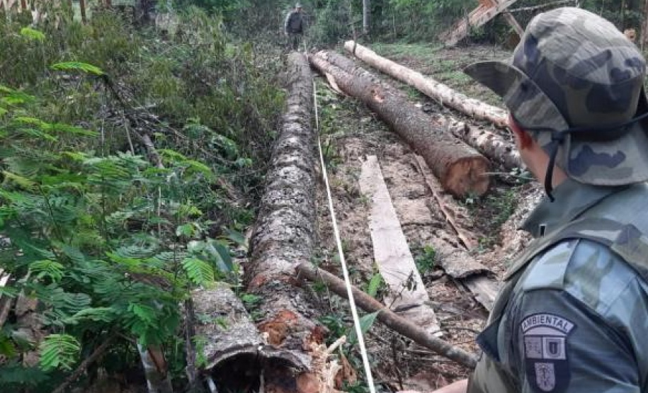 Operação Mata Atlântica em Pé aplicou R$ 15,6 milhões em multas por desmatamento ilegal