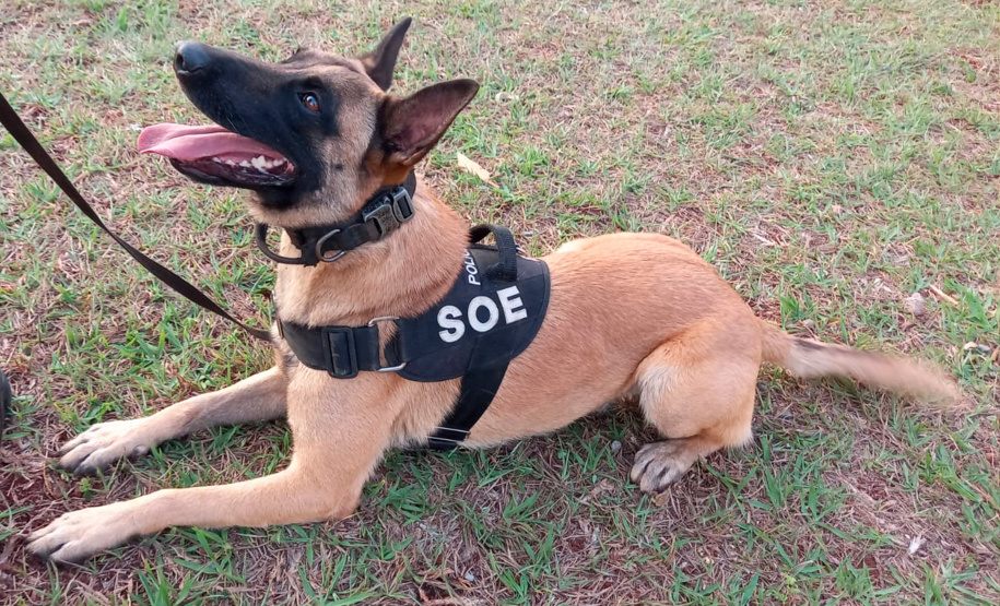 Secretário da Segurança Pública do Paraná participa da Inauguração da Base de Operações com Cães da SOE em Maringá