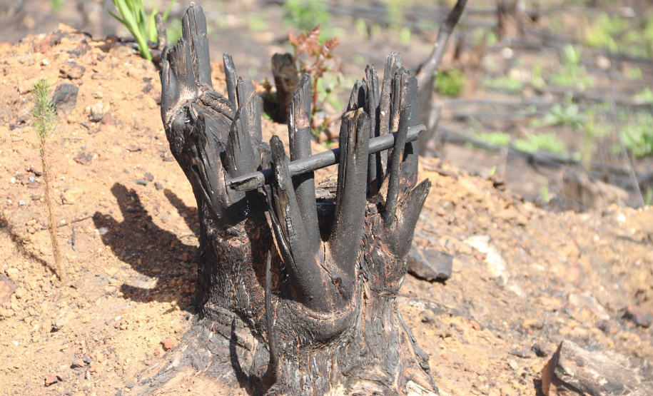 Seção de Crimes Ambientais da Polícia Científica fortalece proteção da fauna e da flora no Paraná