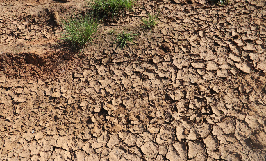 Seção de Crimes Ambientais da Polícia Científica fortalece proteção da fauna e da flora no Paraná
