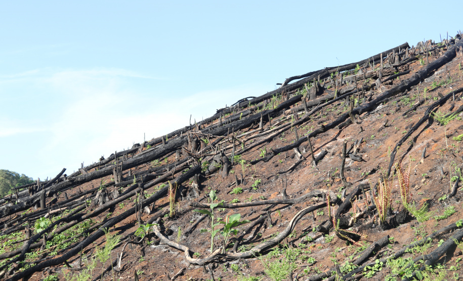 Seção de Crimes Ambientais da Polícia Científica fortalece proteção da fauna e da flora no Paraná