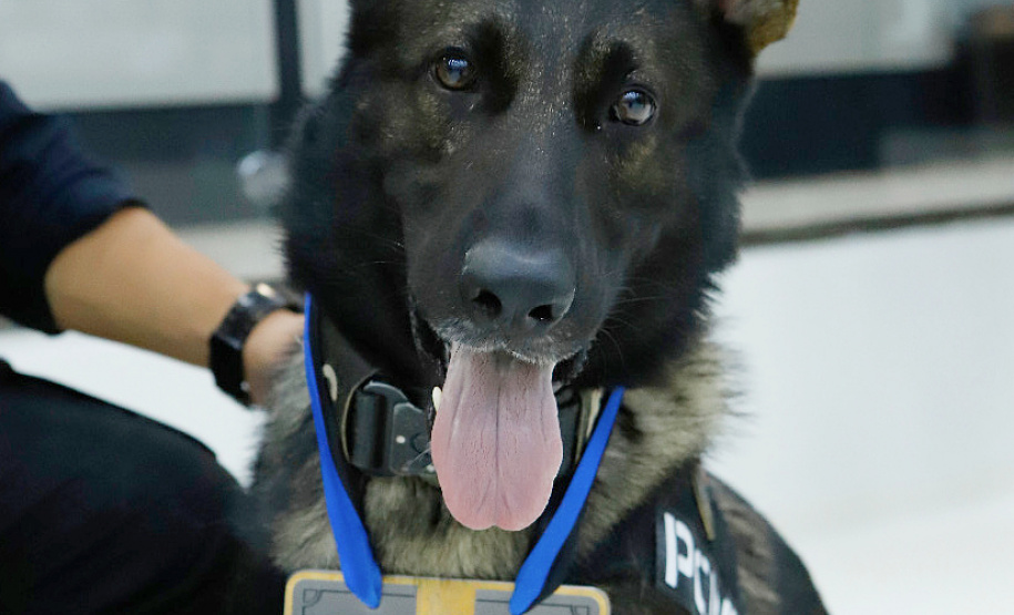 Cão da PCPR e seu condutor são homenageados por bom desempenho