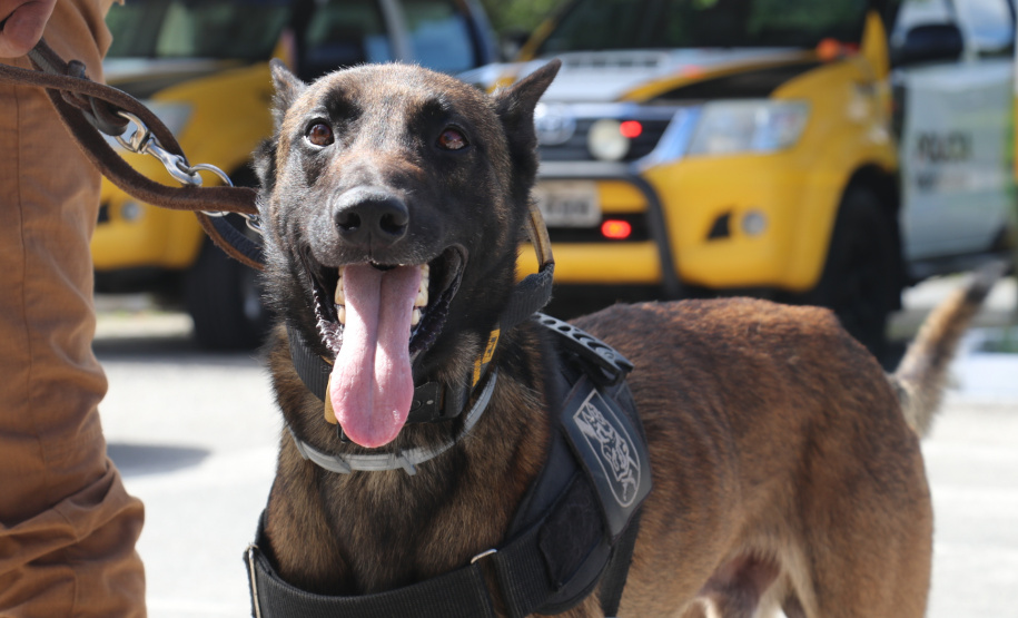 Polícia Rodoviária utiliza cães de faro contra o tráfico de drogas no Litoral